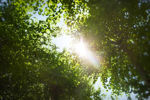 Sonnenstrahlen brechen durch das dichte Blätterdach und erzeugen ein magisches Lichtspiel.