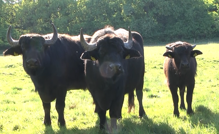 Drei Wasserbüffel stehen auf einer grünen Wiese. Im Hintergrund ist ein dichter Wald zu sehen. Die Sonne scheint hell.