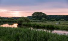 Störlandschaft bei Sonnenuntergang, Kühe grasen am Ufer. Kreis Steinburg