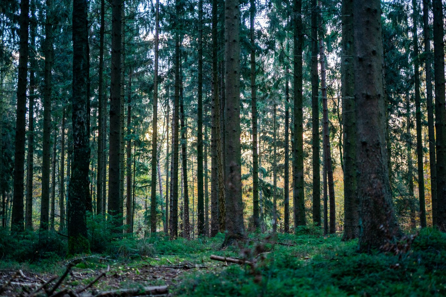 Wald im Naturpark Aukrug