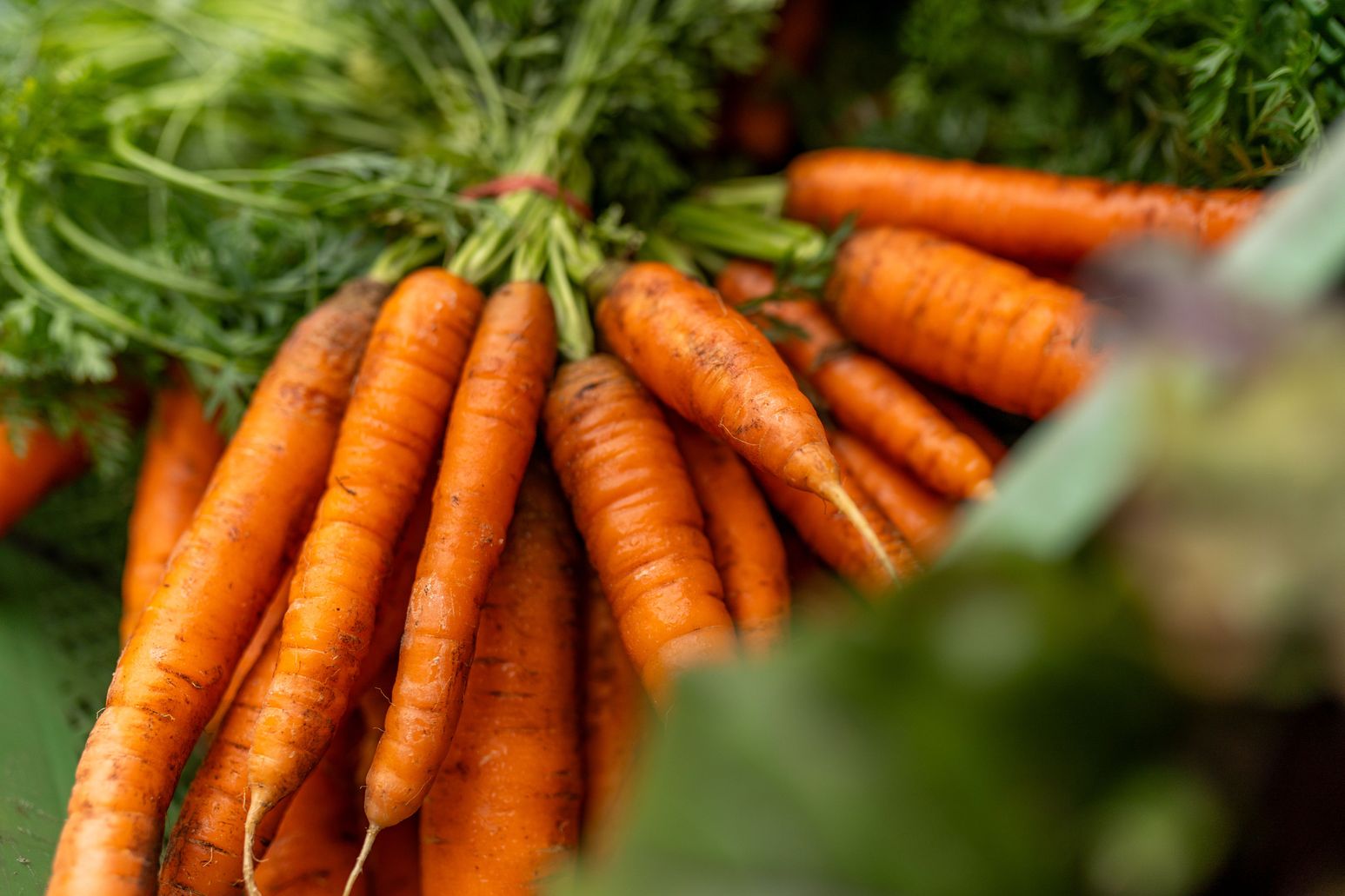Ein Bündel frischer, orangefarbener Möhren mit grünem Laub, die eng zusammengebunden sind.